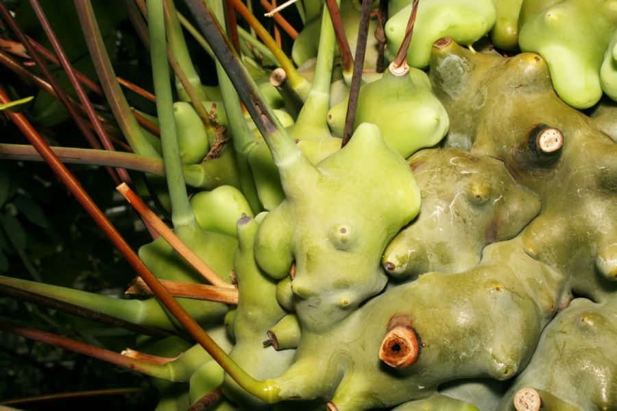 Polypodiaceae Lecanopteris carnosa