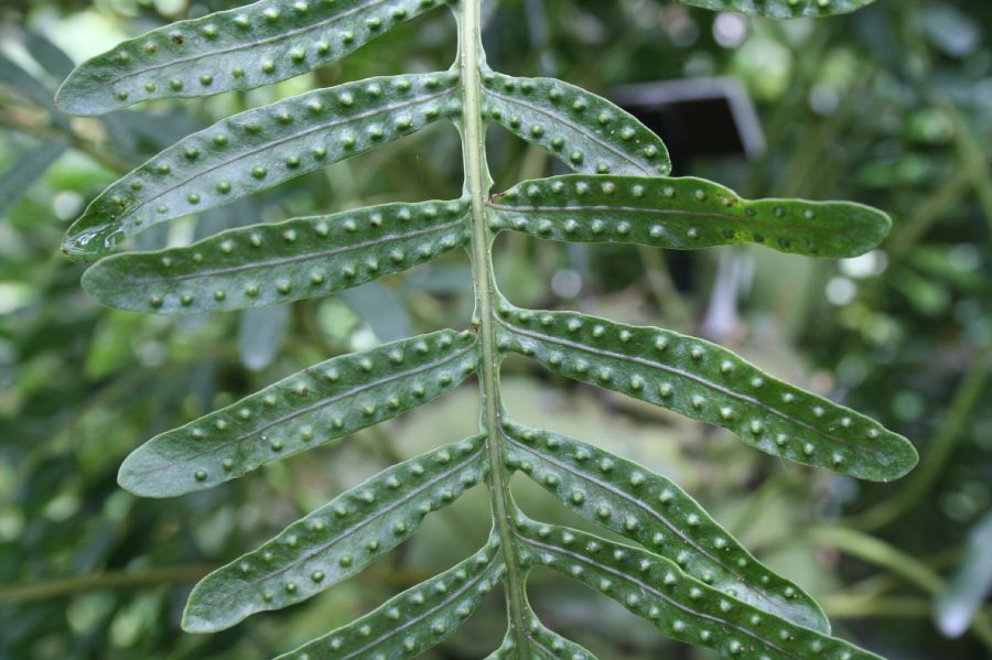 Polypodiaceae Lecanopteris mirabilis