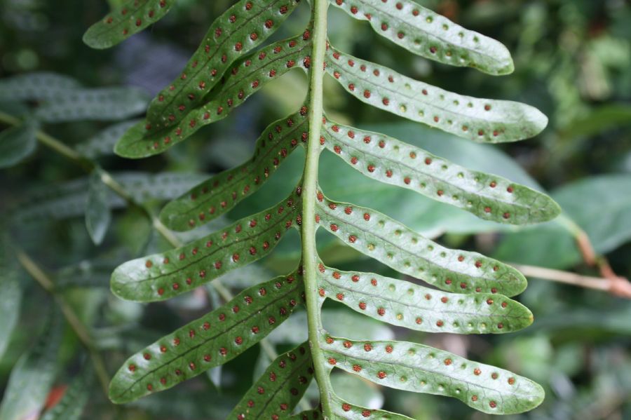 Polypodiaceae Lecanopteris mirabilis
