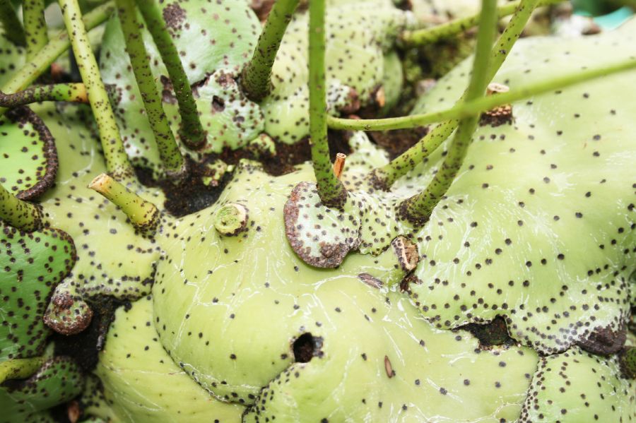 Polypodiaceae Lecanopteris mirabilis