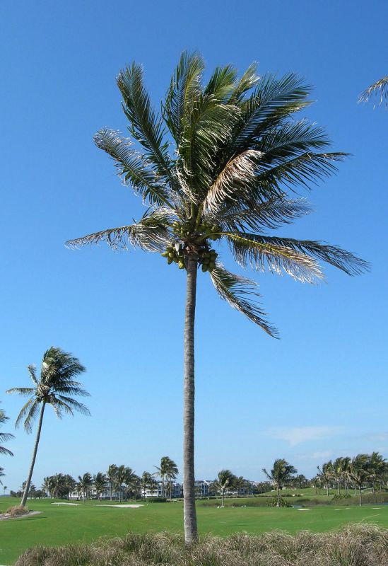 Arecaceae Cocos nucifera