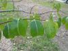 image of Cryptostegia madagascariensis