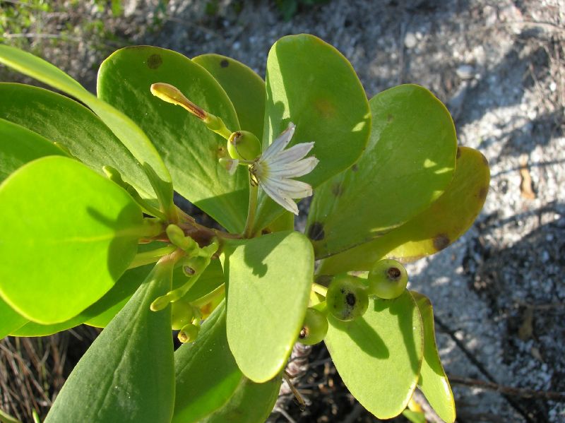 Goodeniaceae Scaevola plumieri