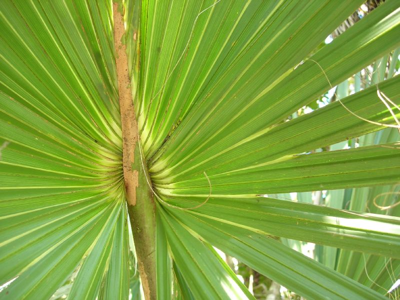 Arecaceae Serenoa repens