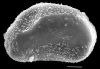 image of Elaphoglossum blandum
