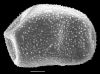 image of Elaphoglossum blandum