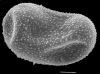 image of Elaphoglossum blandum