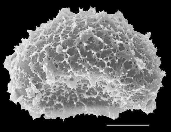 Dryopteridaceae Elaphoglossum boryanum