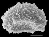 image of Elaphoglossum boryanum