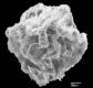 image of Diplazium buchtienii