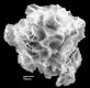 image of Diplazium buchtienii