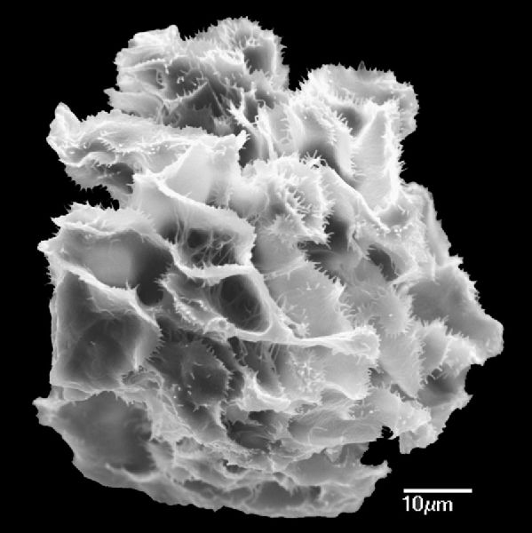 Athyriaceae Diplazium buchtienii