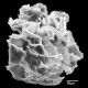 image of Diplazium buchtienii