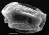 image of Diplazium prominulum