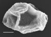 image of Diplazium prominulum