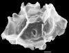 image of Diplazium seemannii