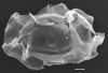image of Diplazium seemannii