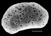 image of Diplazium striatastrum