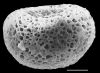 image of Diplazium striatastrum