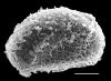 image of Diplazium striatastrum