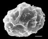 image of Diplazium ternatum