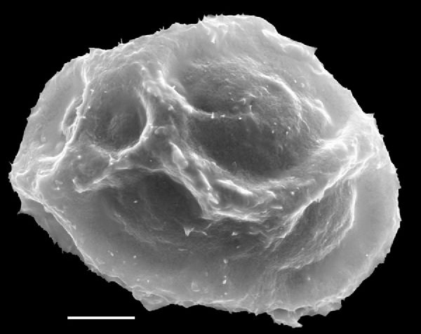 Athyriaceae Diplazium ternatum