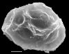 image of Diplazium ternatum
