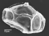 image of Diplazium werckleanum