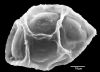 image of Diplazium werckleanum