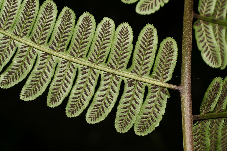 Athyriaceae Diplazium lindbergii
