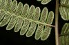 image of Diplazium lindbergii
