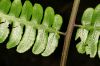 image of Diplazium lindbergii