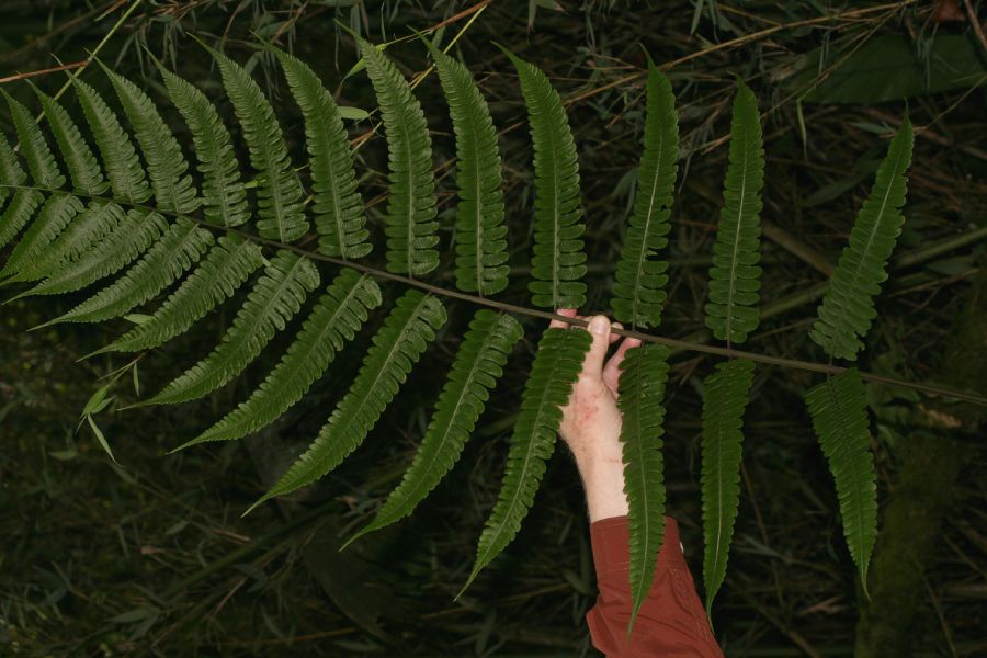 Athyriaceae Diplazium lindbergii