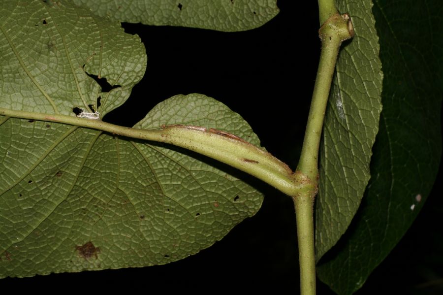 Piperaceae Piper fimbriulatum