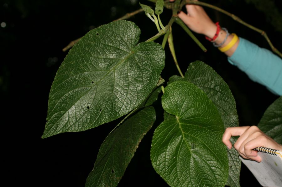 Piperaceae Piper fimbriulatum