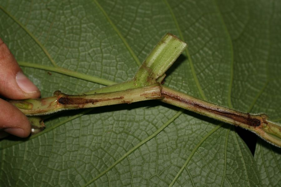 Piperaceae Piper fimbriulatum