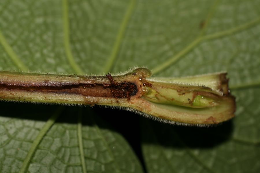Piperaceae Piper fimbriulatum