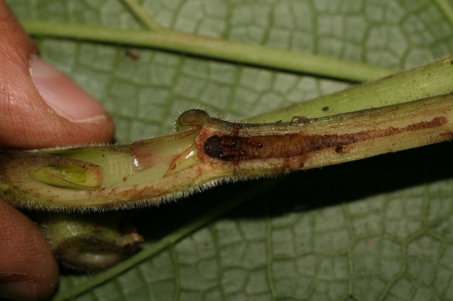 Piperaceae Piper fimbriulatum