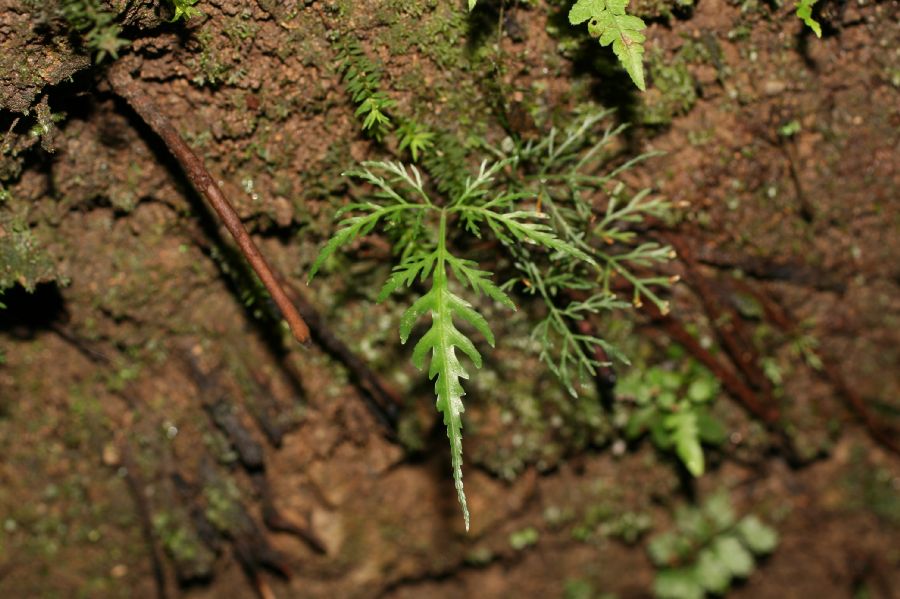 Pteridaceae Pteris altissima