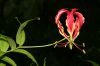 image of Gloriosa rothschildiana