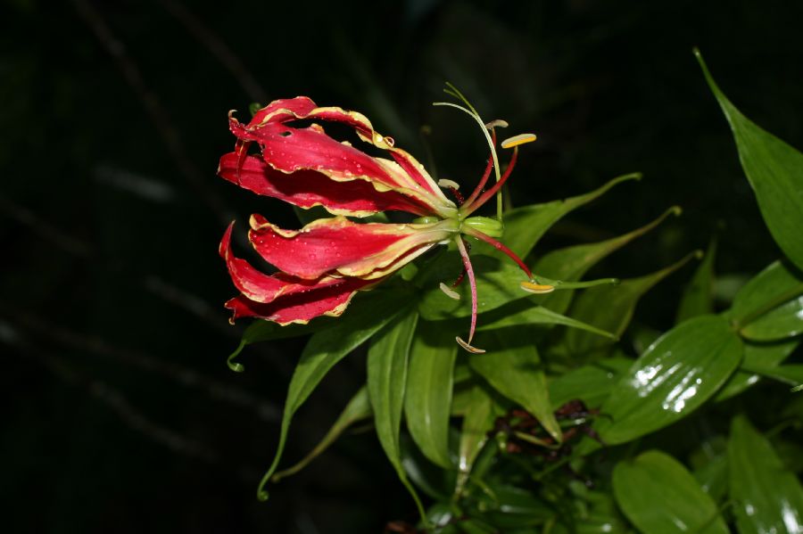 Colchicaceae Gloriosa rothschildiana