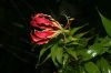 image of Gloriosa rothschildiana