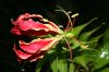 image of Gloriosa rothschildiana