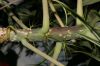 image of Jatropha multifida