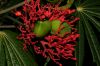 image of Jatropha multifida