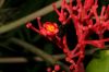 image of Jatropha multifida