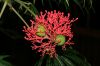 image of Jatropha multifida