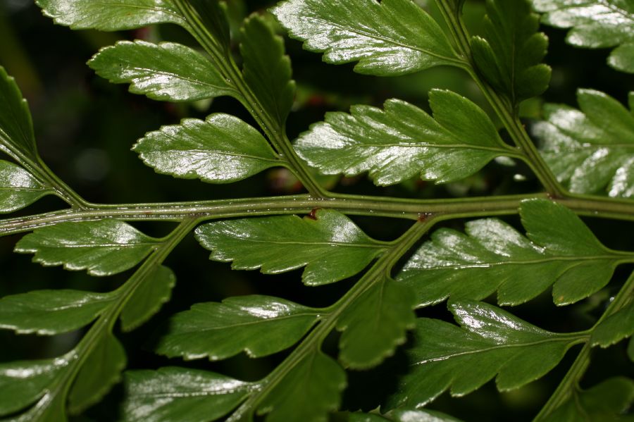 Dryopteridaceae Rumohra adiantiformis