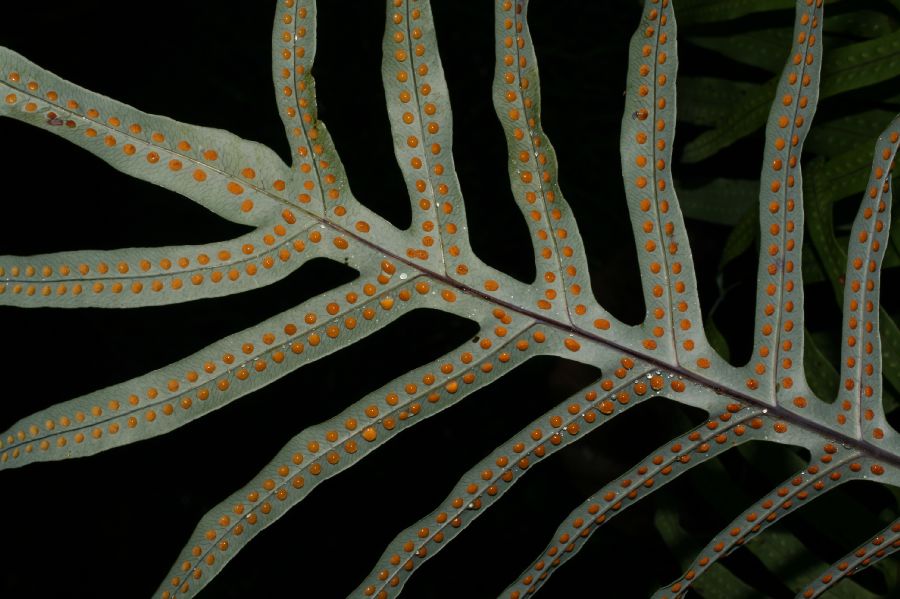 Polypodiaceae Phlebodium pseudoaureum