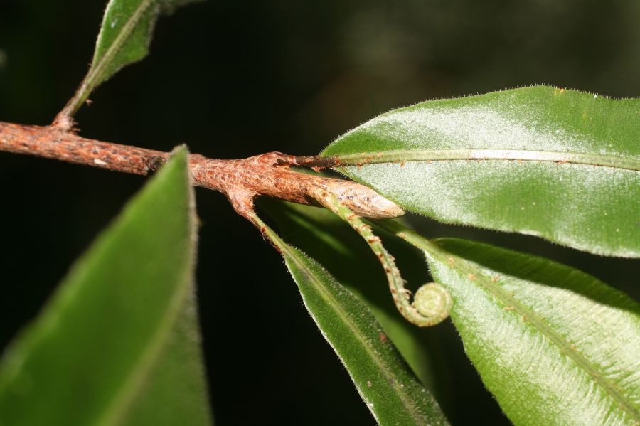 Oleandraceae Oleandra costaricensis